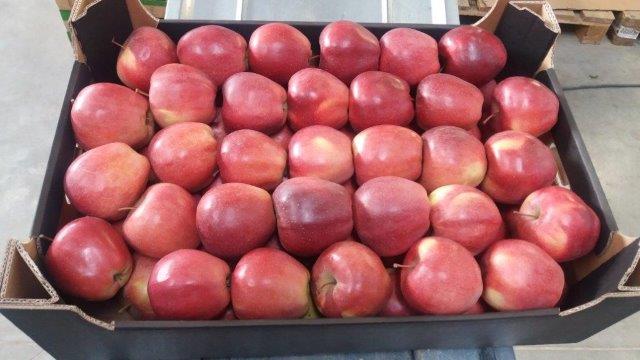 Prima 2000 алма-алмұрт-қара өрік, жемістер, көкөністер 13