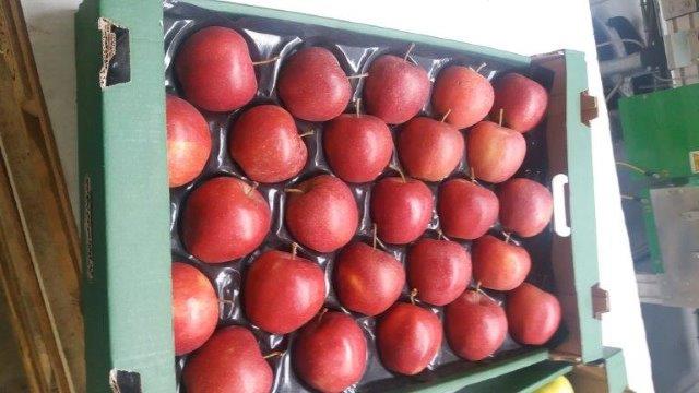Prima 2000 алма-алмұрт-қара өрік, жемістер, көкөністер 03